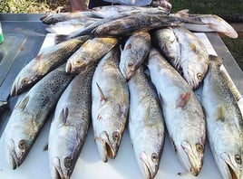 Half Day - Ten Thousand Islands