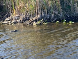 Gator Night Trips