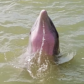 2 hour Dolphin Watch 2 passengers 