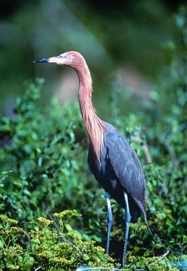 3-hour birding and wildlife tours