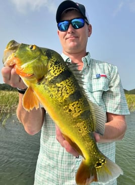 Peacock Bass Puerto Rico