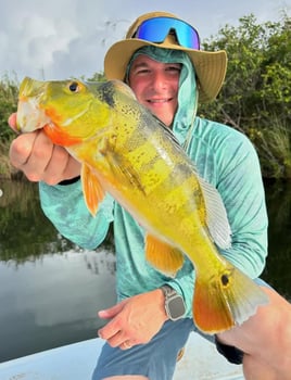 Peacock Bass Puerto Rico