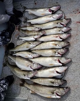 Lake St. Clair trolling trip