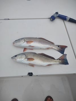 Low Country Fishing Experience