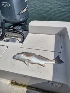 Low Country Fishing Experience