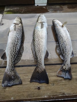 Low Country Fishing Experience