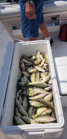 Walleye or Perch on 22' Range