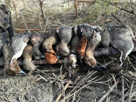 Matagorda Duck Hunting 