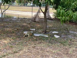 Iguana Hunting Adventure