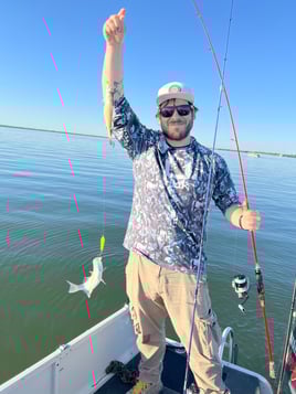 Lake Lavon White Bass