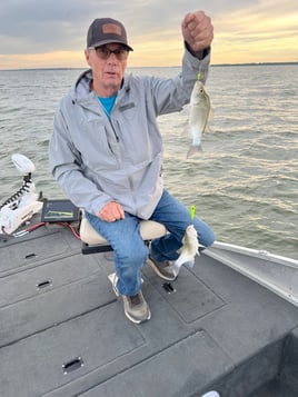 Lake Lavon White Bass
