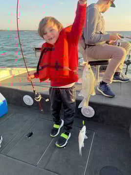 Lake Lavon White Bass