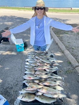 Lake Lavon White Bass