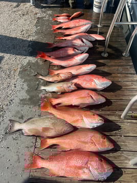 Red Snapper 10+ hour 