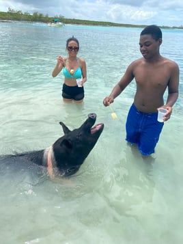 Swimming Pigs & Turtle Experience