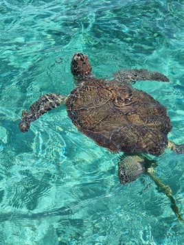 Swimming Pigs & Turtle Experience