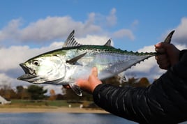 Wandering Albatross Fly Fishing