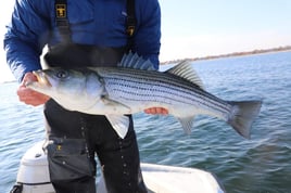 Wandering Albatross Fly Fishing