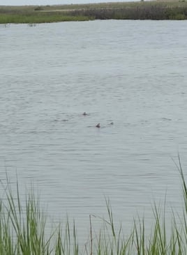 Sight casting the flats 