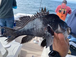 4-8 Hour Inshore Trip