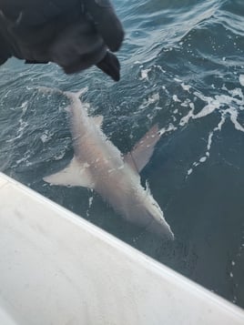 OFFSHORE SHARK TRIP