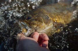Smallmouth Fly Fishing Trips