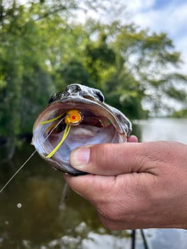 Smallmouth Fly Fishing Trips