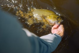 Smallmouth Fly Fishing Trips