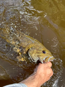 Smallmouth Fly Fishing Trips