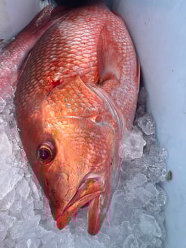 Specialist PCB,Fl DeepSea Fishing