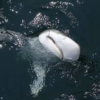 Shark Jetty Trip (Catch & Release)