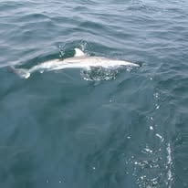 Shark Jetty Trip (Catch & Release)