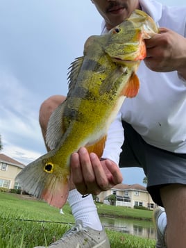 PEACOCK BASS FISHING