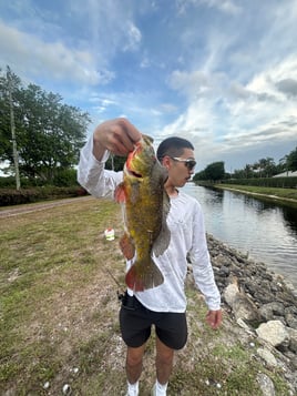 PEACOCK BASS FISHING