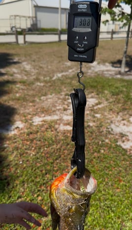 PEACOCK BASS FISHING