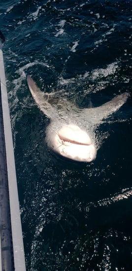 5 hour Trip offshore