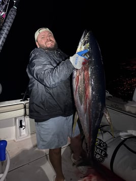 24 hr Tuna safari