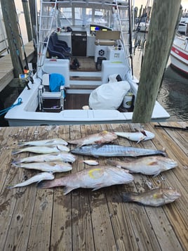 8 Hr Offshore Deep Drop Fishing