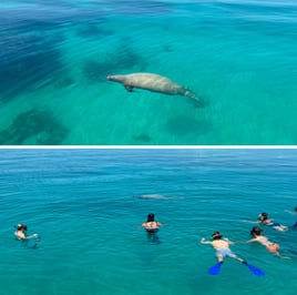 🐠 HOL CHAN + SPEARFISHING