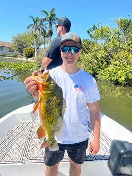 Peacock bass fishing 