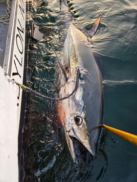 Full Day Offshore Shark/Tuna