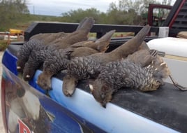 White Wing Dove Hunting