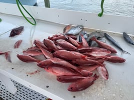 8 hr Red Snapper/Vermillion Snapper
