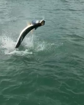 Miami Beach Tarpon Trip