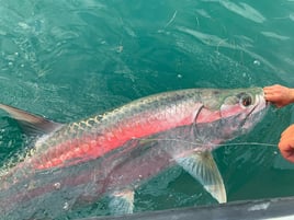 Miami Beach Tarpon Trip