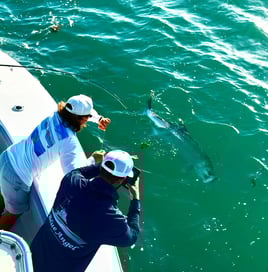 Miami Beach Tarpon Trip