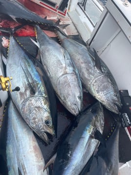 Trophy Bluefin 