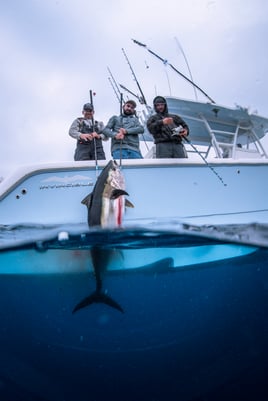 Trophy Bluefin 