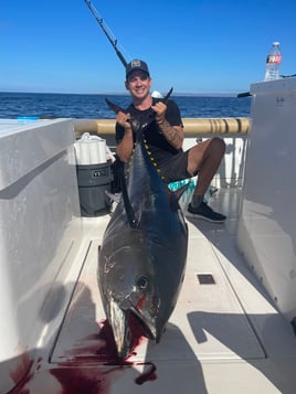 Trophy Bluefin 