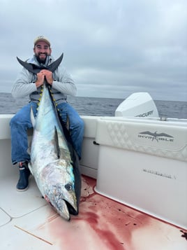 Trophy Bluefin 